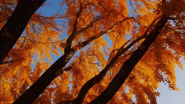 The bright yellow leaves of the Ginkgo Biloba tree in autumn