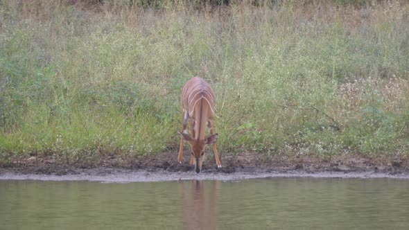 Female lesser kudu drinking water from the lake