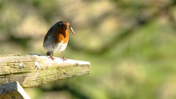 Red Robin on Post with Leather Jacket Grub in Donegal Ireland