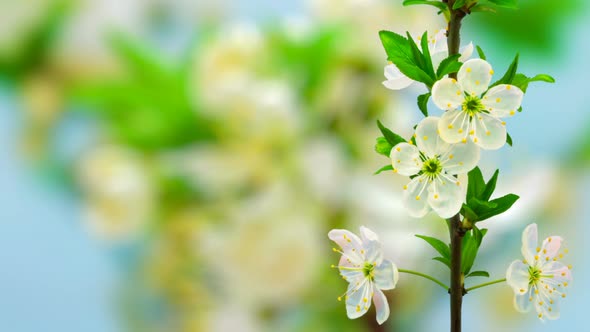 Plum Fruit Blossom Timelapse on Blue