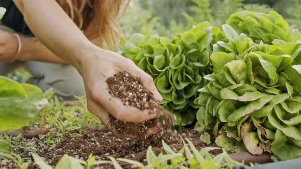 Close up on farmer hand adding soil to a parsley and lettuce plants in a garden