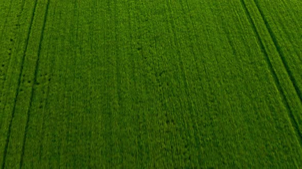 Flying Over a Green Wheat Field Agricultural Industry