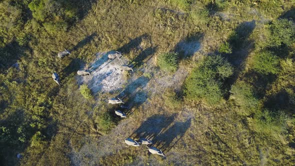 Aerial Top View of elephants walking at golden hour in Okavango Delta, Botswana