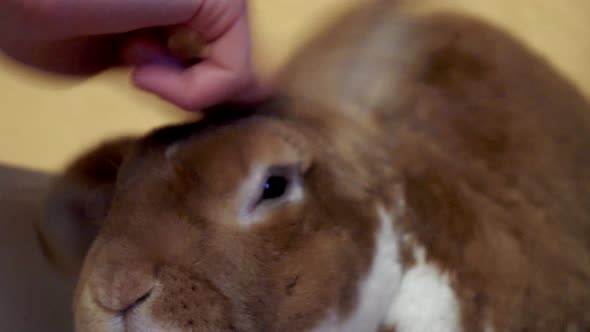 cleaning the cage of a ginger rabbit with a shovel and the cony is waiting in his house