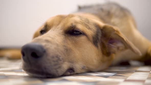 Bored Dog Has a Rest on the Bathroom Floor