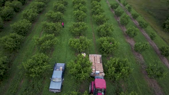 Orbiting view of men organizing peaches on cart behind tractor in a peach orchard.