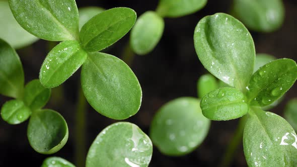 Wet Leaves of Seedlings