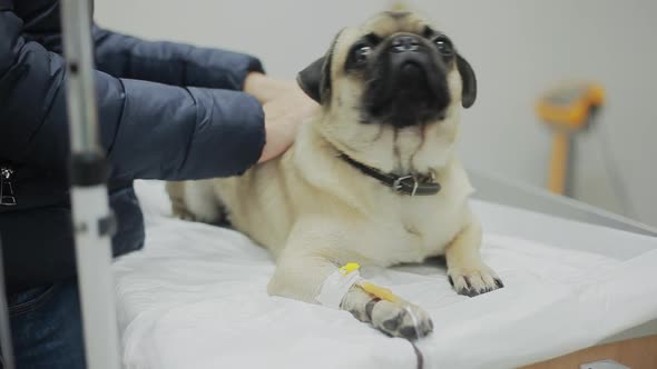 A Sick Pug Dog in a Veterinary Clinic with a Catheter in the Paw. Close-up