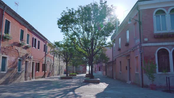Large Trees Grow in Middle of City Street Pavement in Murano