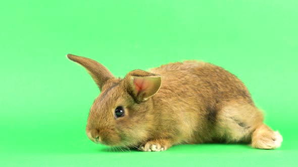 Small Fluffy Brown Domestic Rabbit on a Green Screen, Close-up. Easter Bunny on Chromakeia