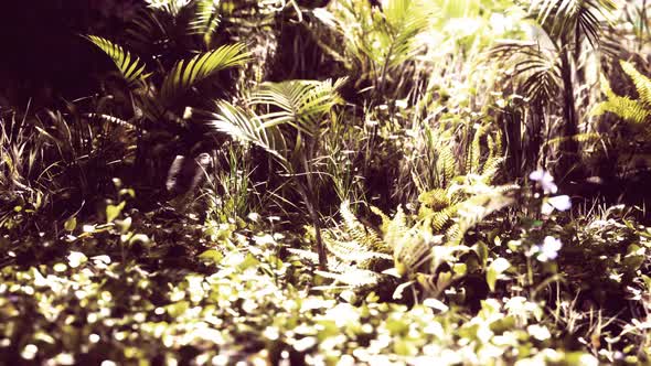 Close Up Jungle Grass and Plants