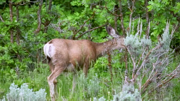 A mule deer doe nibbles on the brush in a lush forest in the Wasatch Mountains