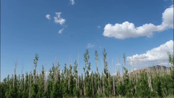 trees clouds time lapse