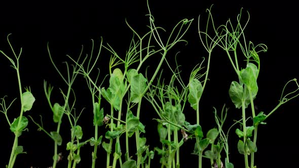 Peas Beans Growing on Black Background