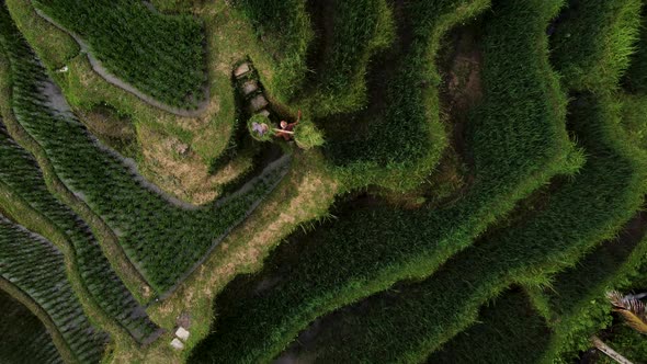 Farmer collects rice on beautiful rice terrace