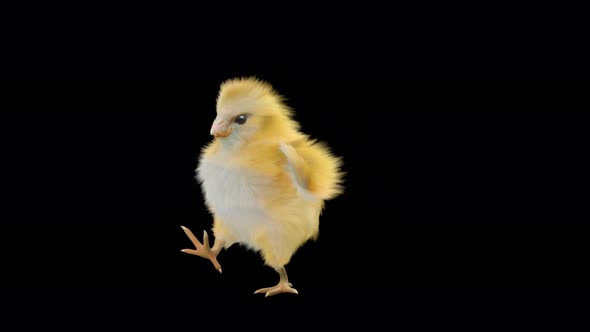 Baby Chicks Dancing 4K