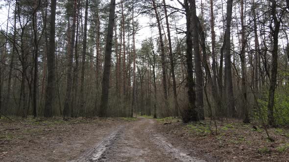 Road in the Forest During the Day Slow Motion