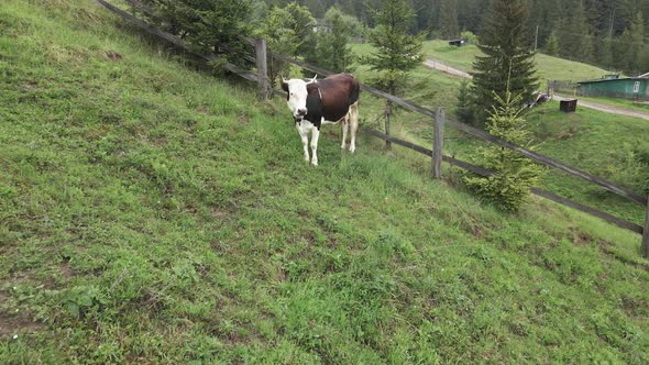 A Cow in the Mountains. Slow Motion. Carpathians. Ukraine. Aerial