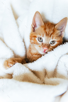 Cute ginger kitten looks at camera / Photodune, Misc