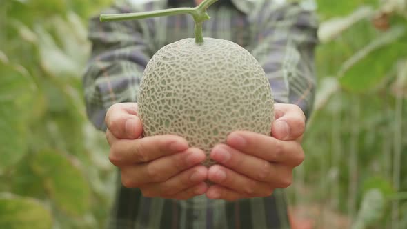 Asian Farmer Holding Melon And Show To The Camera In Green House Of Melon Farm