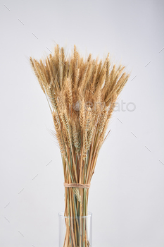Vertical shot glass vase of dried wheat ears. / Photodune, Misc