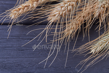 Close-up ears wheat barley or rye on black background. / Photodune, Misc
