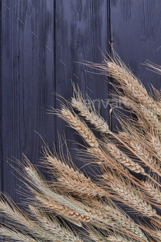 Vertical shot wheat spikelets on the black wooden desk. / Photodune, Misc