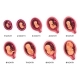 Embryo Month Stage Growth Fetal Development - GraphicRiver Item for Sale