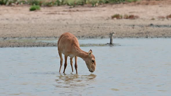 Wild Saiga Antelope or Saiga Tatarica Drinks in Steppe