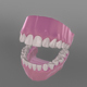 Teeth & Gums - Human Adult - 3DOcean Item for Sale