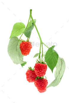 Raspberry berries with green leaves on a white background isolate / Photodune, Misc