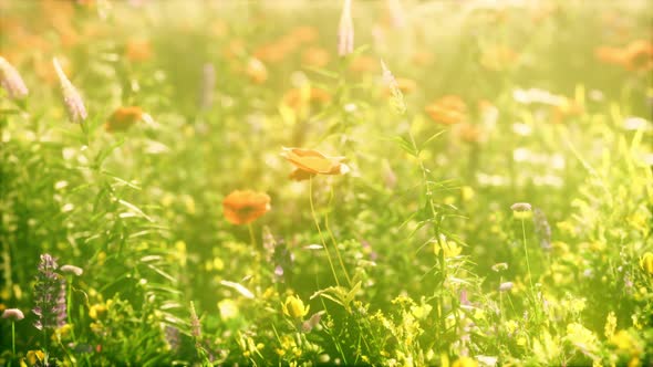 Abundance of Blooming Wild Flowers on the Meadow at Spring Time