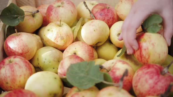 Close Apple Harvest