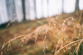 Grass with rain drops - PhotoDune Item for Sale