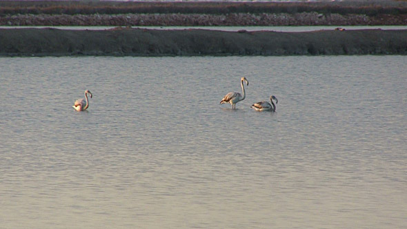 Flock Of Flamingos At Dawn