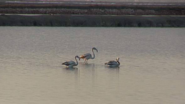 Flock Of Flamingos At Dawn 2