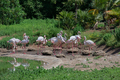 pink flamingos - PhotoDune Item for Sale