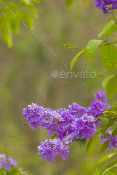 colorful flower on tropical tree in Thailand, natural scene in Asia / Photodune, Misc