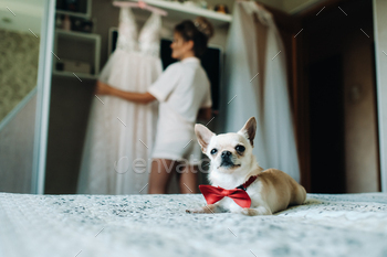 Chihuahua-beautiful little dog, brown Chihuahua with a butterfly lying on the bed / Photodune, Misc