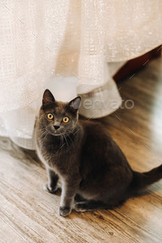 Beautiful cat sitting at home and relaxing, pet life concept / Photodune, Misc