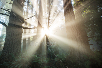 Sunny beams / Photodune, Misc
