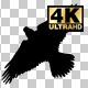 Flying Eagle Silhouette - VideoHive Item for Sale