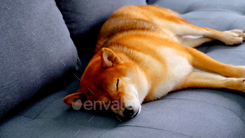 Cute Shiba Inu dog sleeping on a sofa at home. / Photodune, Misc