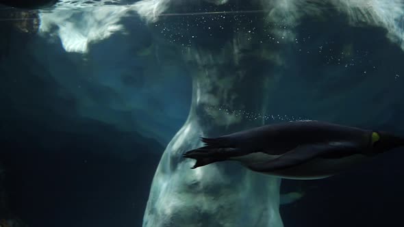 Group of penguins swimming underwater