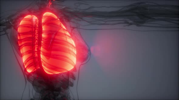 Human Lungs Radiology Exam alt