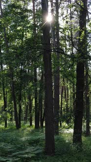 Vertical Video of the Forest By Day