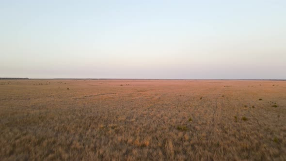 Moving aerial view of a large span of tall dry grass in the outback of Australia while the sun sets