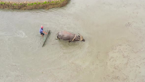 A Bull with a Plow and a Farmer Working in a Rice Field