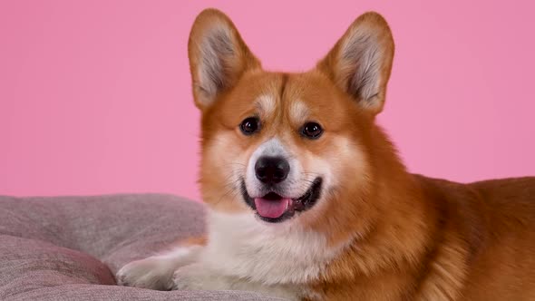 Welsh Corgi Pembroke Lies with Its Front Paws on a Pillow in the Studio on a Pink Background