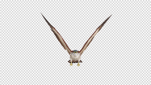 American Kestrel - 4K Flying Loop - Front View